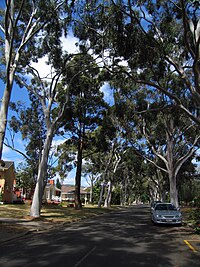 Eucalyptus trees on Edgecumbe Terrace Edgcumbe-tce.jpg