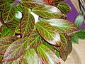 Hoya obscura redleaves.jpg