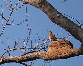 Hornero Genus of birds