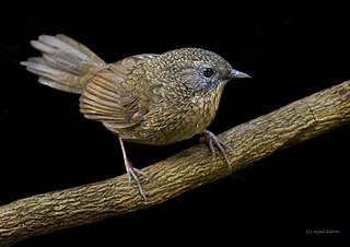 Tawny-breasted wren-babbler Species of bird of India