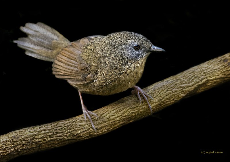 File:Tawny-breasted Wren-Babbler, Cherapunjee, Meghalaya.jpg