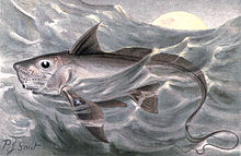 Illustration by P. J. Smit Chimaera monstrosa3.jpg