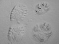 Thumbnail for File:Cougar Tracks in snow.JPG