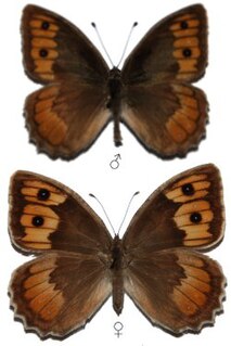 <i>Pseudochazara orestes</i> Species of butterfly