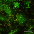 CSLM image of initial stages of biofilm formation in Photobacterium profundum SS9 using live/dead stains. Pressure = 28MPa Temperature = 15 degree C Bar = 10 micrometre