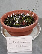 A flowering cluster of Utricularia sandersonii. Utriculariasandersoniiclusterflowrring.jpg