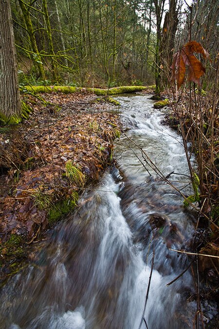 Sequalitchew Creek lower canyon