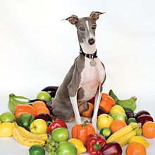 Schellack-AusgezeichnetItalianGreyhound.jpg