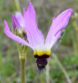 <i>Primula clevelandii</i> Species of flowering plant