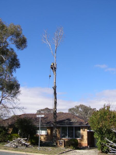 File:Tree Surgeon2.jpg