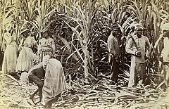 Image 3Sugar cane cutters in Jamaica, 1891 (from History of Jamaica)