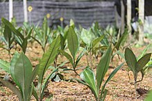 Labisia pumila tumbuh di nursery.jpg