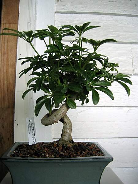 File:Dwarf Luseanne Arboricola 1.jpg