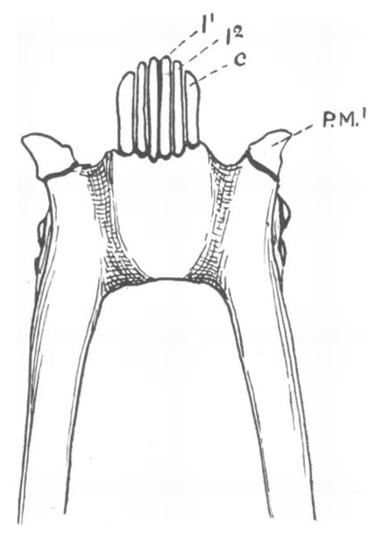 File:Toothcomb - Jones 1918.jpg