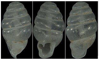 <i>Laoennea renouardi</i> Species of gastropod