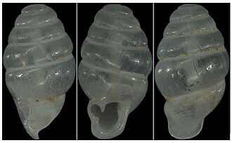 Three views of the shell of Laoennea renouardi (from Jochum et al. 2020). Laoennea renouardi.jpg