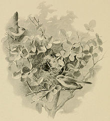 Socotra warblers by their nest, drawn by Pierre Jacques Smit Nest of Cisticola incana.jpg