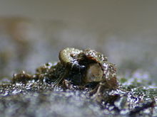 Net and larva of Cheumatopsyche sp. pulled from a stream Hydropsychidae.and.net.jpg