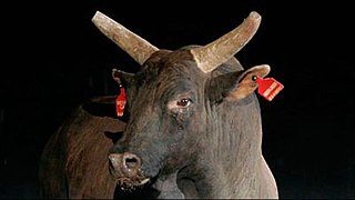 <span class="mw-page-title-main">Mossy Oak Mudslinger</span> American bucking bull