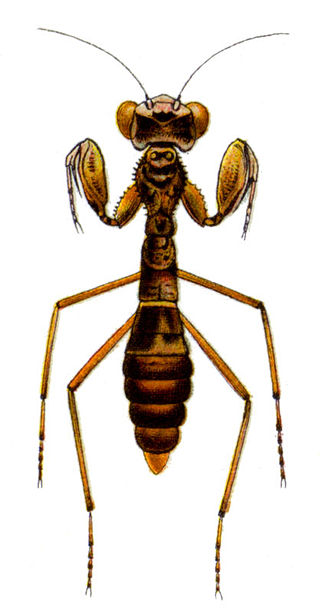 <i>Myrmecomantis</i> Species of praying mantis