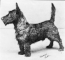 "A greyscale photograph of a Scottish terrier facing left."