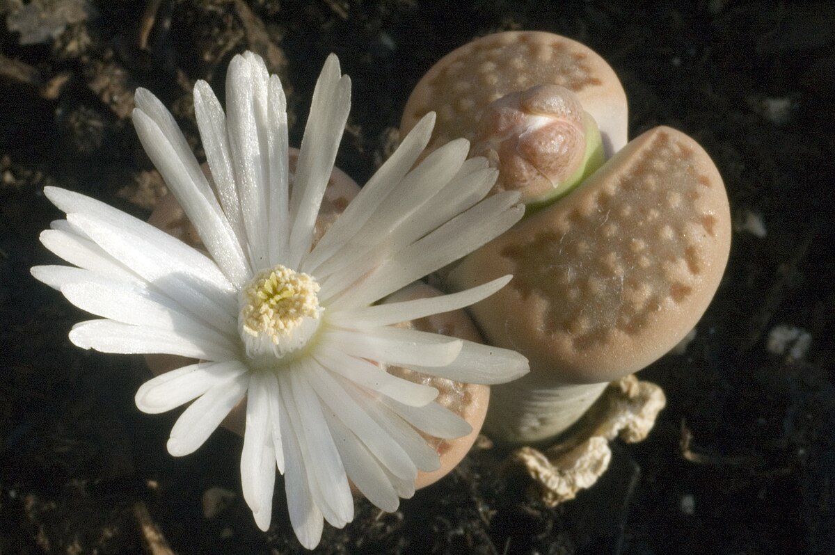 Lithops sp flower.jpg