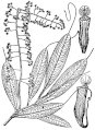 Nepenthes tomoriana holotype (Rachmat 645)