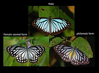 Female dimorphs Wanderer male female philomela WIKI.JPG