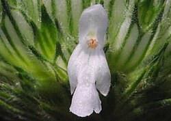 Acrotome angustifolia.jpeg