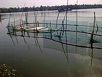 Shrimp farming in the backwaters near Thycattusery -Thuravoor ferry Kufarming.jpg