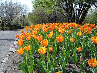 Canadian Tulip Festival