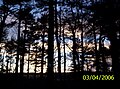 A sunset as seen through trees in Pine Banks
