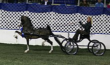 A Hackney pony in the harness pony division, a fine harness event The Remington Hackney Harness Pony.jpg