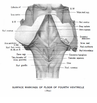 <span class="mw-page-title-main">Nucleus incertus</span>