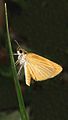 Least Skipper Ancyloxypha numitor