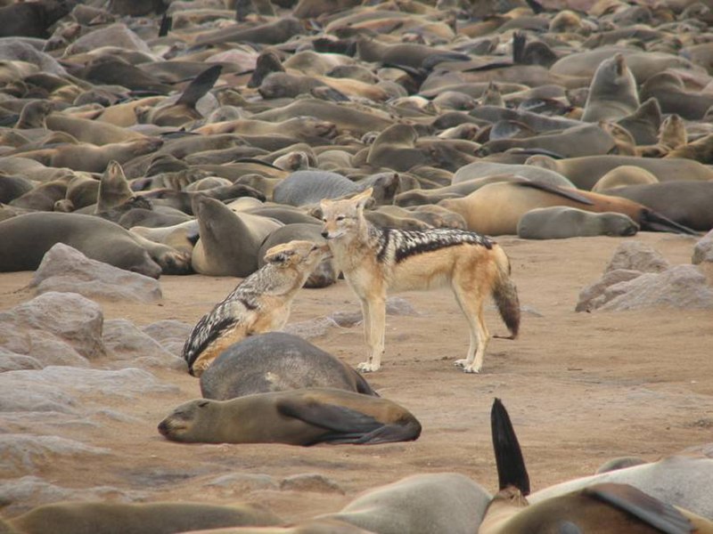 File:SAC Namibia-dogs-seals.jpg