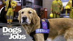 Dogs with Jobs