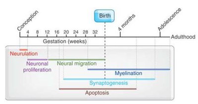 Human Brain Development: Growth After Birth Challenges Previous Assumptions  - Neuroscience News