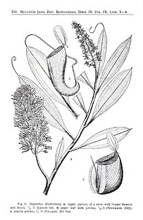 The Nepenthaceae of the Netherlands Indies