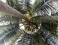 View of a Coconut palm from below