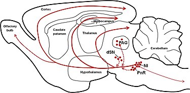 Distribution of relaxin-3 neurons and projections Distribution of relaxin-3-positive neurons and projections.jpg