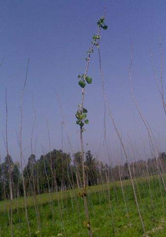 Popular Populus variety G48 in Punjab, India; Jhalli Farms Village Niara/Hoshiarpur