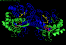 Human GALE bound to NADH and UDP-glucose.png