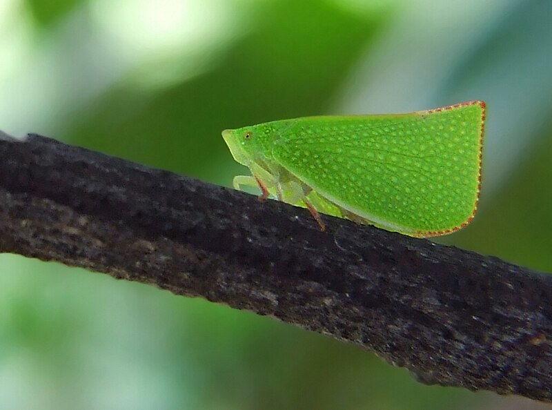 File:Planthopper001.jpg