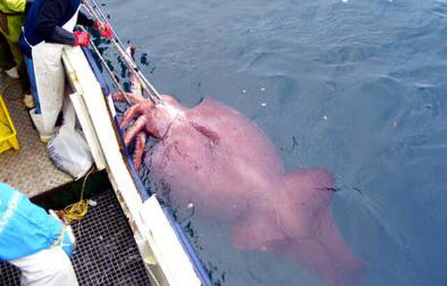 This specimen, caught in early 2007, is the largest cephalopod ever recorded. Here it is shown alive during capture, with the delicate red skin still 