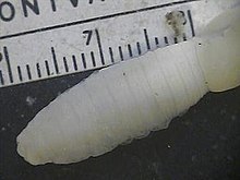 Raksasa Palouse earthworm.jpg