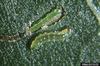 Serpentine leaf miner Species of fly