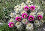 Thumbnail for Echinocereus engelmannii