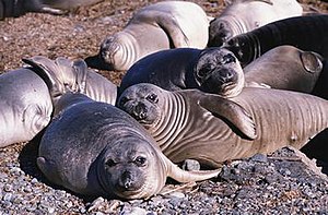 Elephant seals Canadian Seal Hunt Product Ban.jpg