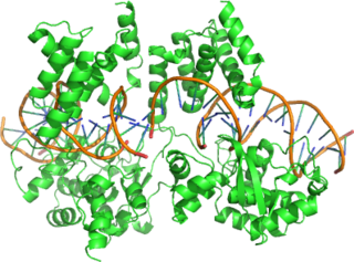 Cre recombinase Genetic recombination enzyme
